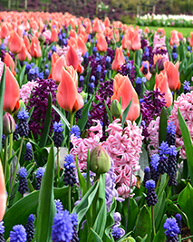 Zmes Have Pleasant Dreams, 100 kusov